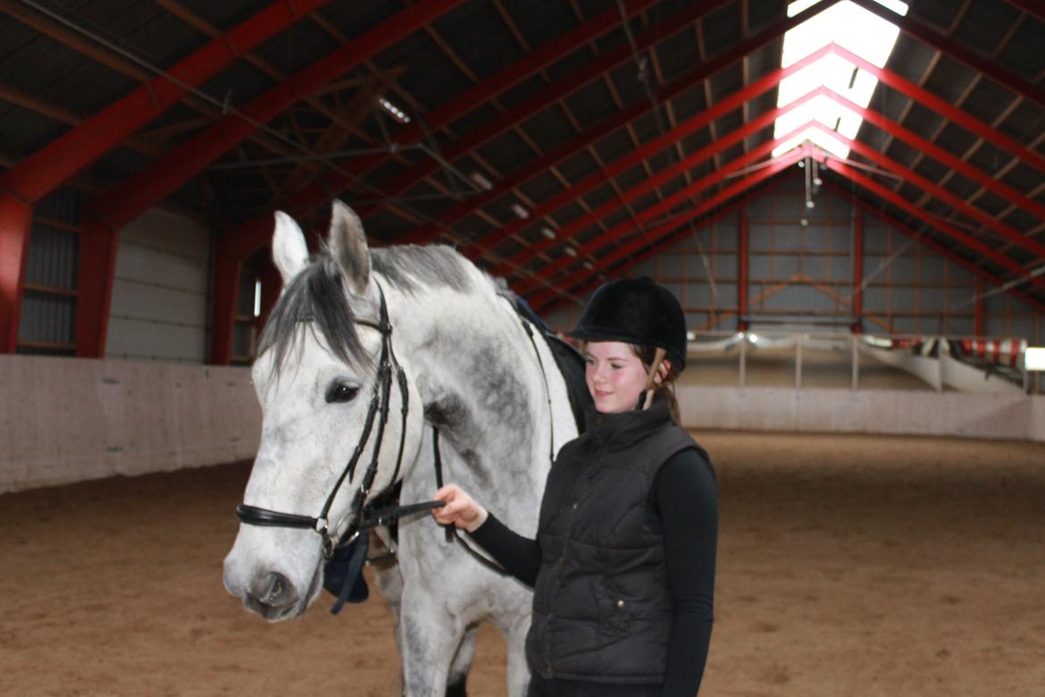 Dansk Varmblod Ramazotti billede 11