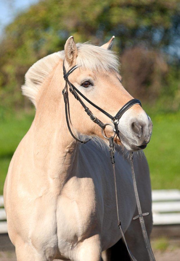 Fjordhest Pepsi Pony - lPeps <3l - Fjordhest Pepsi Pony - lPeps <3l - 1) Velkommen til min dejlige og lækre Pepsi Pony<33 Foto: Tine Bjørnø :)
 billede 1
