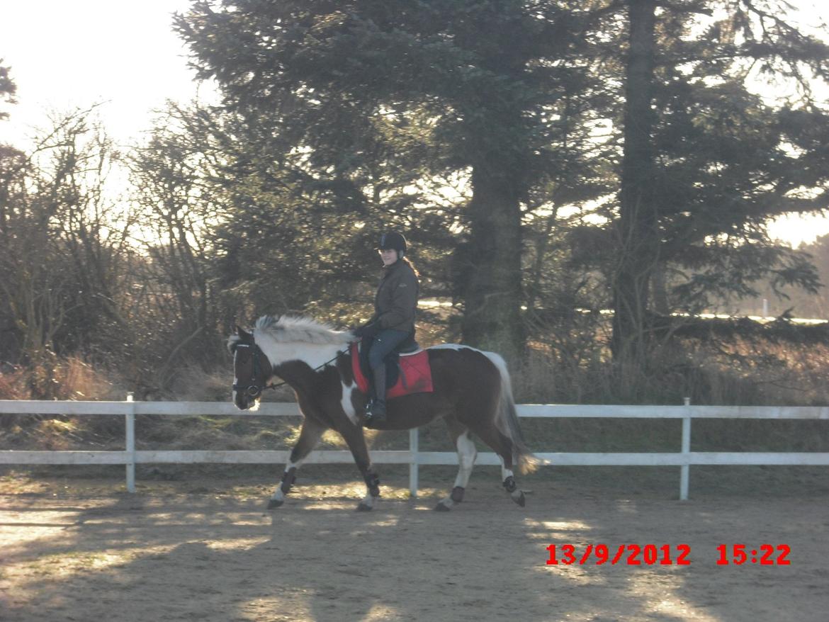 Pinto lyna SOLGT billede 15