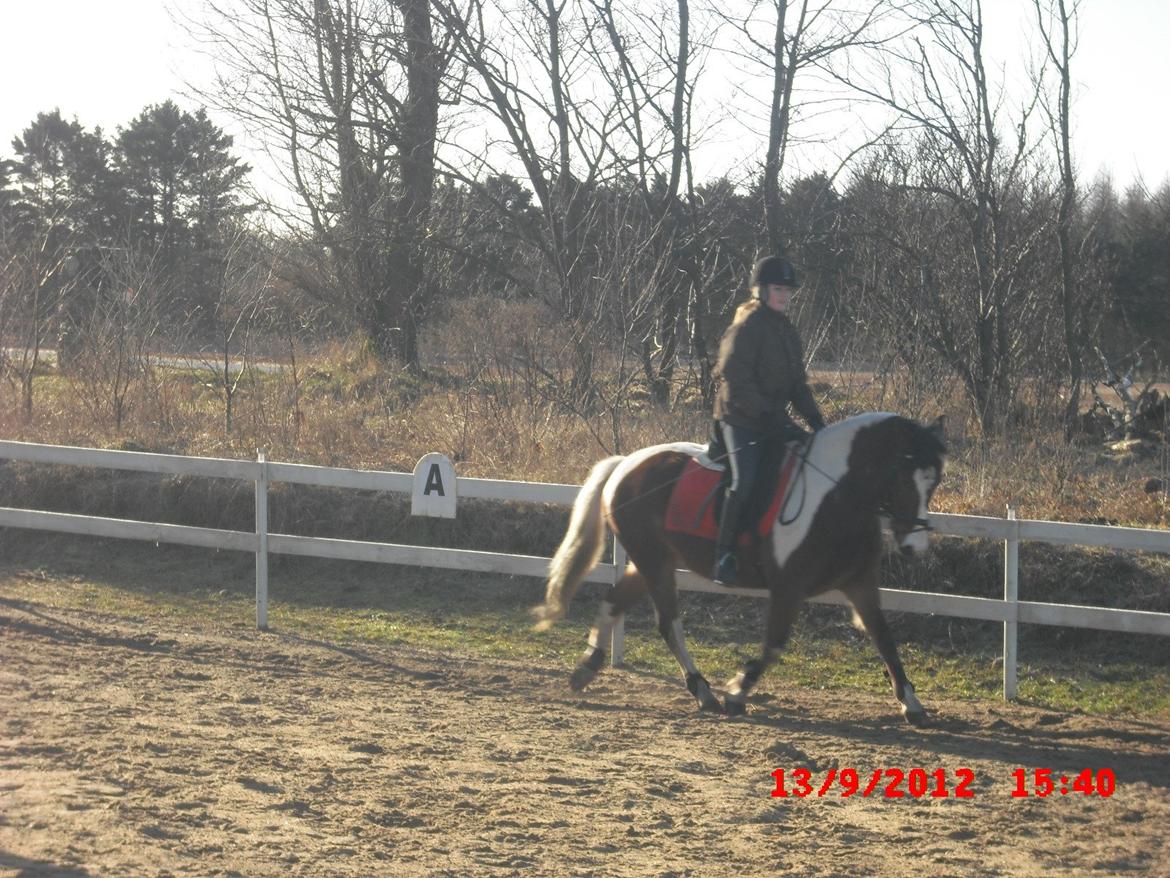 Pinto lyna SOLGT billede 16