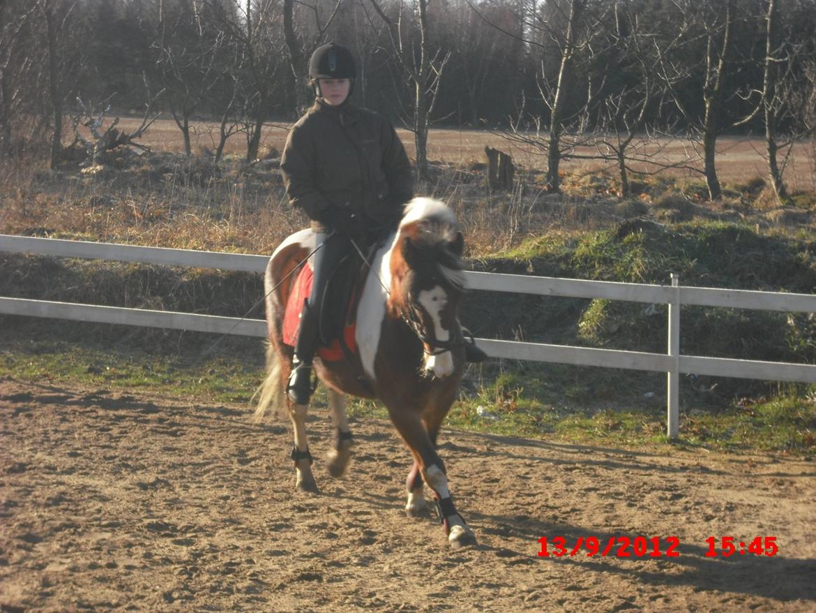 Pinto lyna SOLGT billede 17