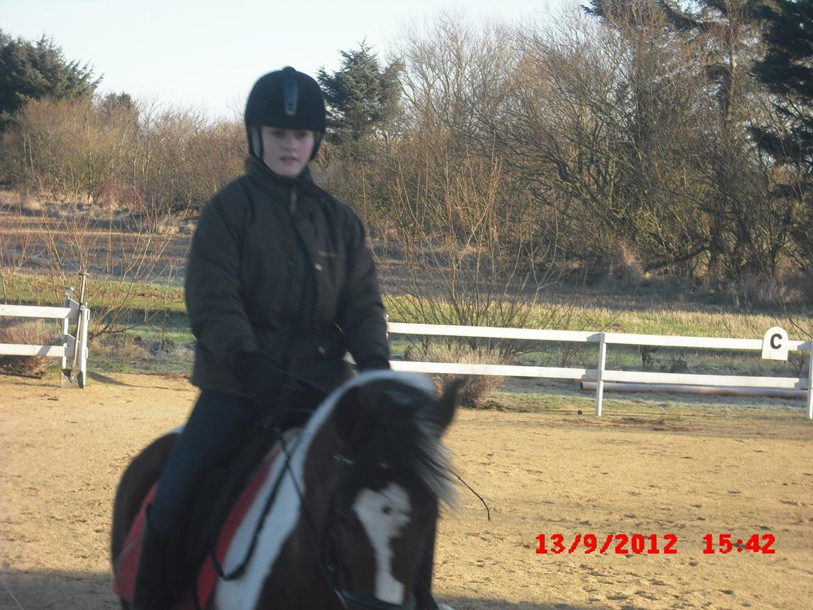 Pinto lyna SOLGT billede 18