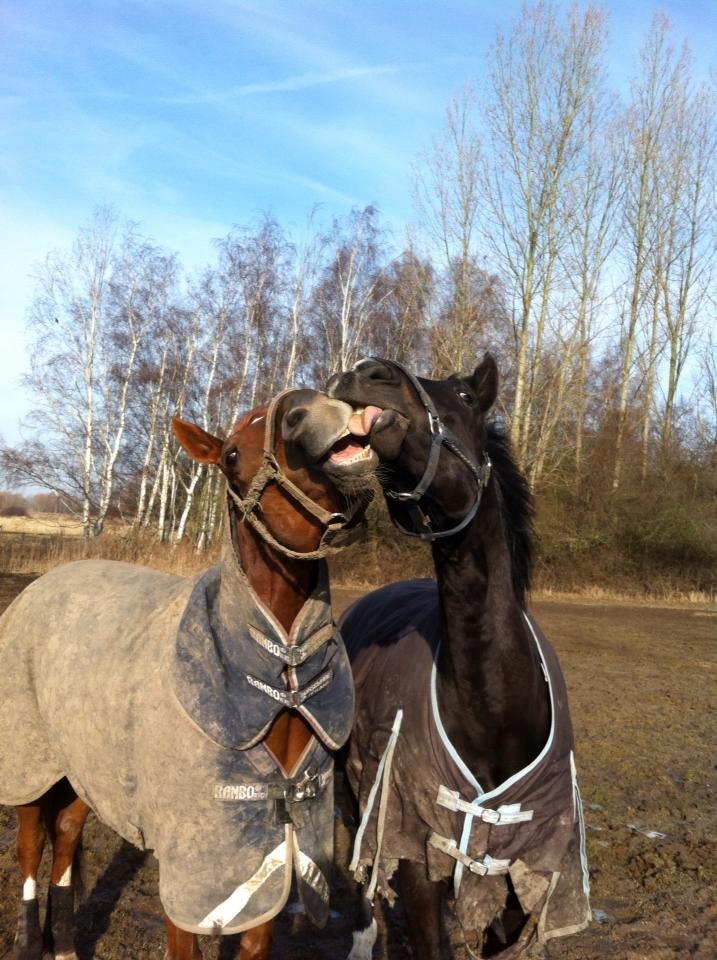 Oldenborg Dulcis Chagall - Chagall giver sin ven Londero en møsser! billede 11