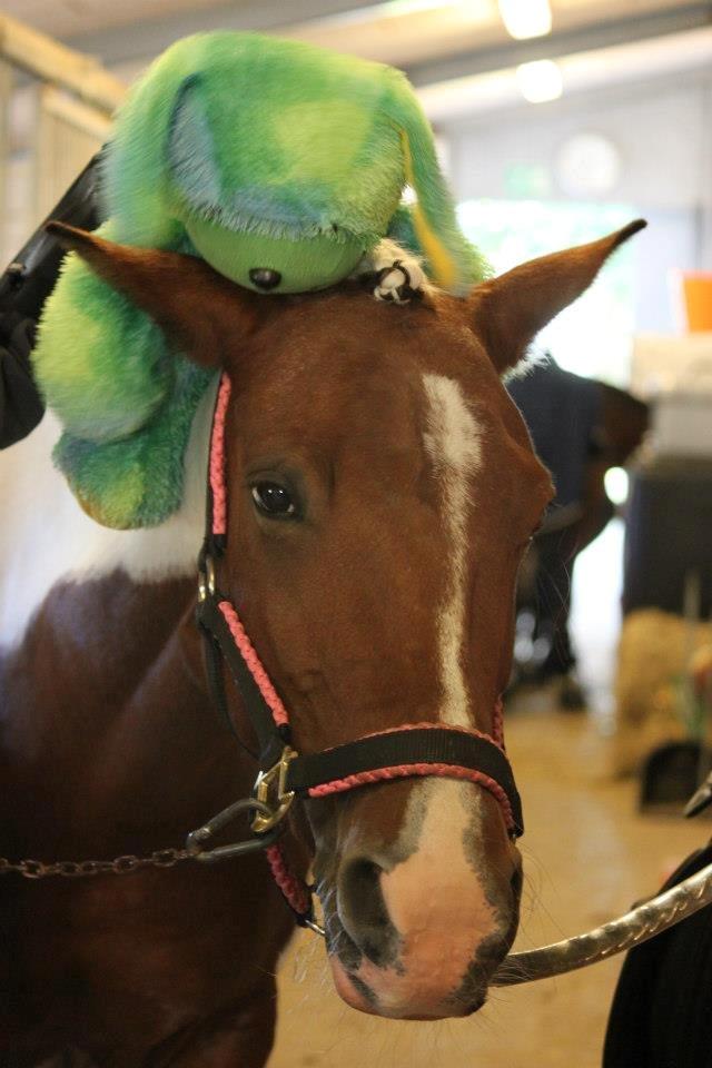 Anden særlig race Vicky Roma B-pony - Vicky hygger med bamsen billede 16