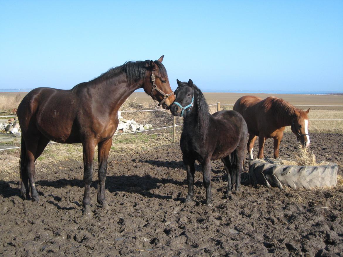 Dartmoor Machel - Ankommet til Lolland. Hilser på Pureheart billede 13