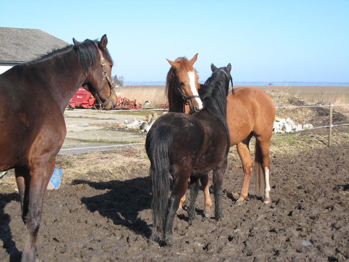 Dartmoor Machel - Har fundet en rigtig god ven i Al-Wahed <3 billede 15