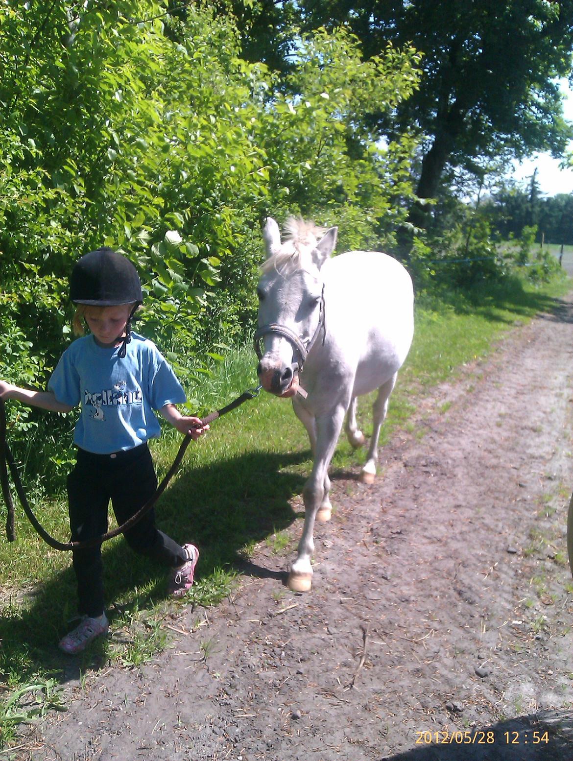 Welsh Mountain (sec A) Gammelgangs Garp "Makker" billede 14