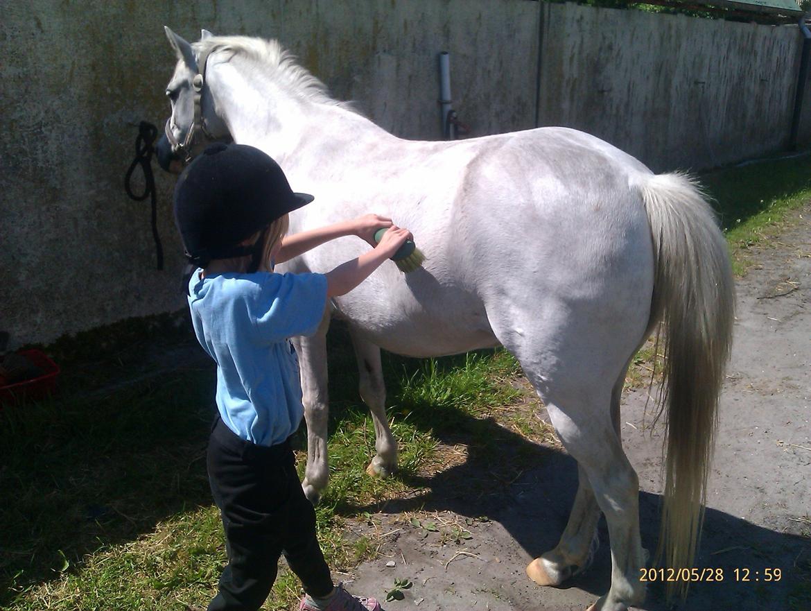 Welsh Mountain (sec A) Gammelgangs Garp "Makker" billede 15