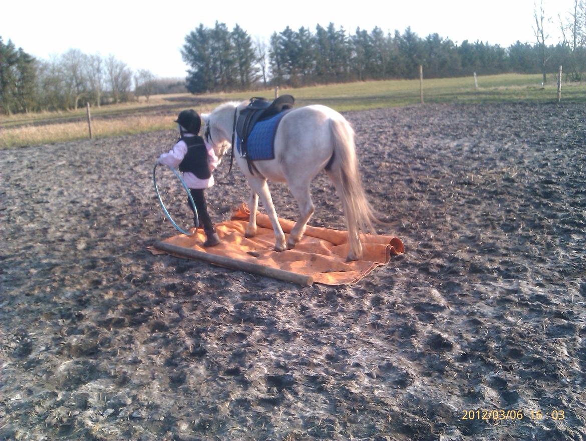 Welsh Mountain (sec A) Gammelgangs Garp "Makker" billede 17