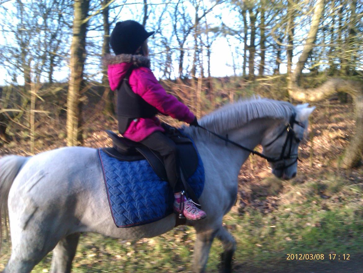 Welsh Mountain (sec A) Gammelgangs Garp "Makker" billede 19