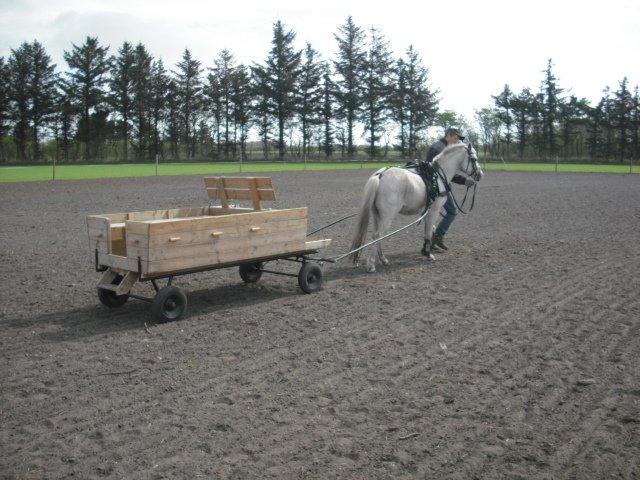 Welsh Mountain (sec A) Gammelgangs Garp "Makker" billede 20