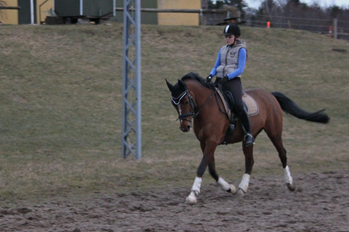 DSP Stald PR's Paula billede 14