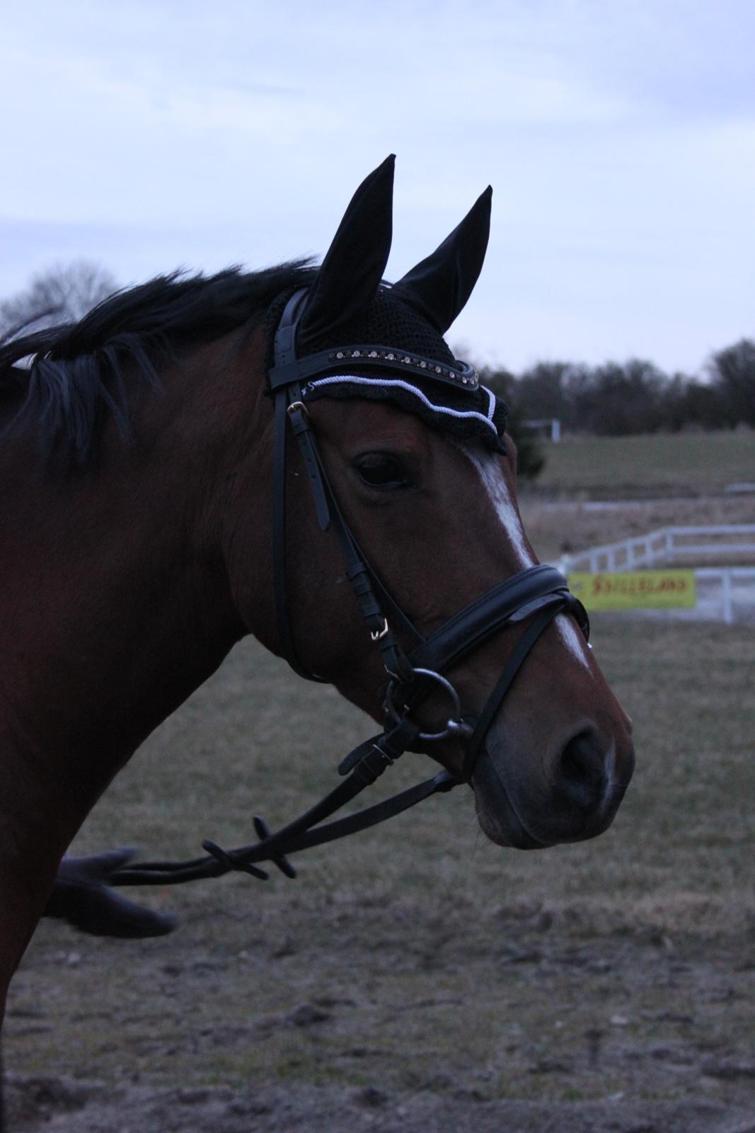 DSP Stald PR's Paula billede 15