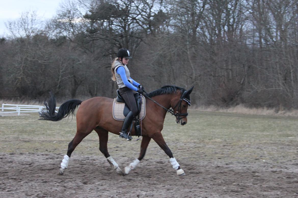 DSP Stald PR's Paula billede 16