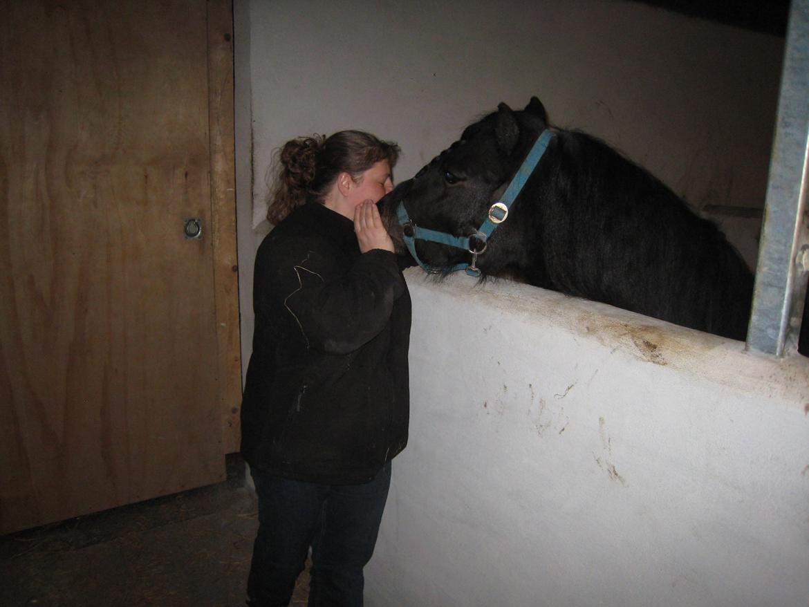 Dartmoor Machel - Dejlige pony <3 billede 20