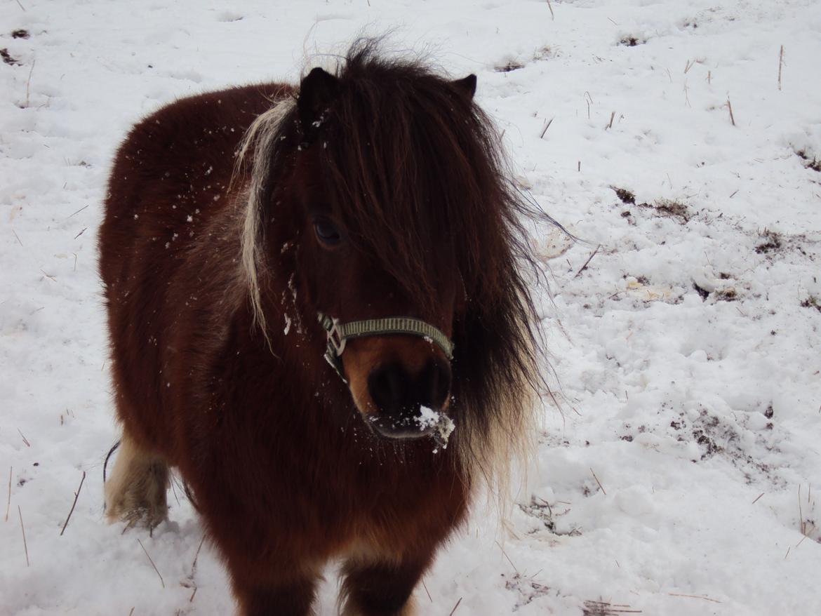 Shetlænder Jupiter  - He's so fluffy i'm gonna die!! billede 16