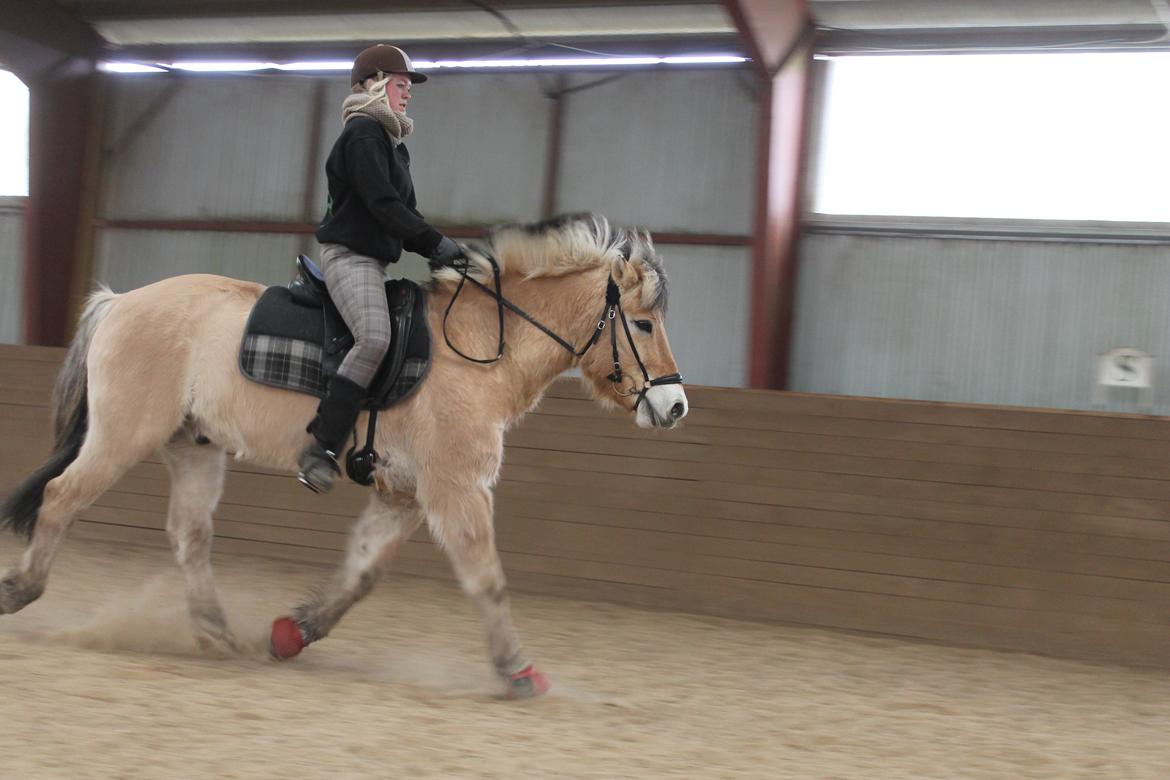 Fjordhest Bodyguard billede 6