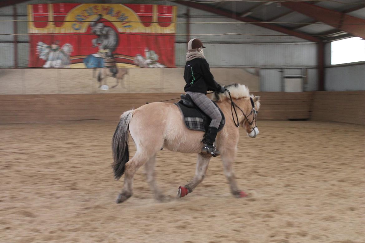 Fjordhest Bodyguard billede 7