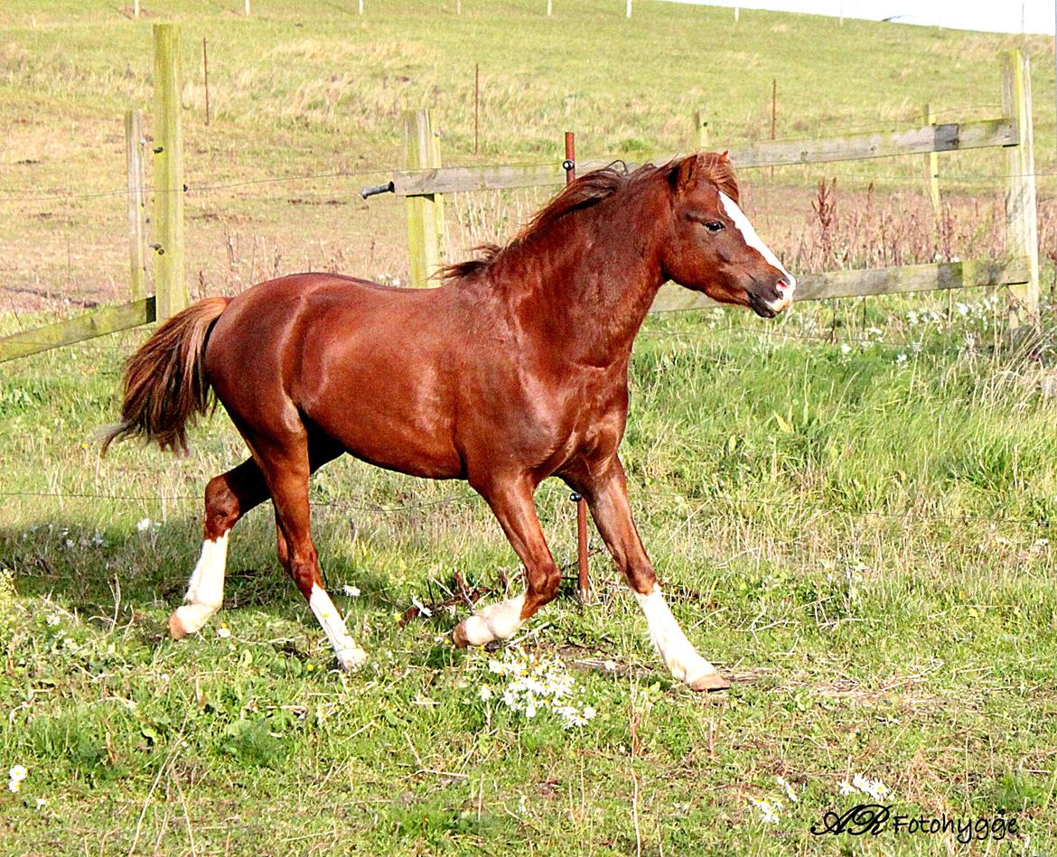 Welsh Pony (sec B) Maccoy, (Udlånt). Ejer: Annika Rosenqvist billede 24