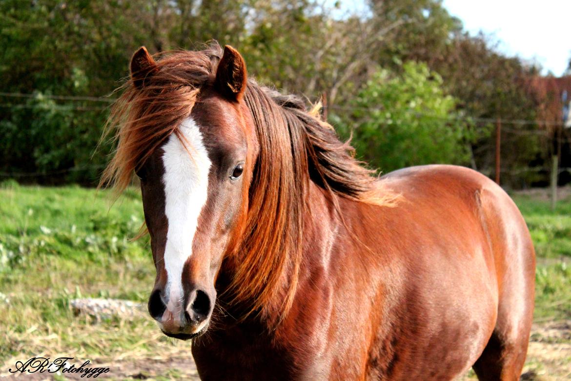 Welsh Pony (sec B) Maccoy, (Udlånt). Ejer: Annika Rosenqvist billede 6