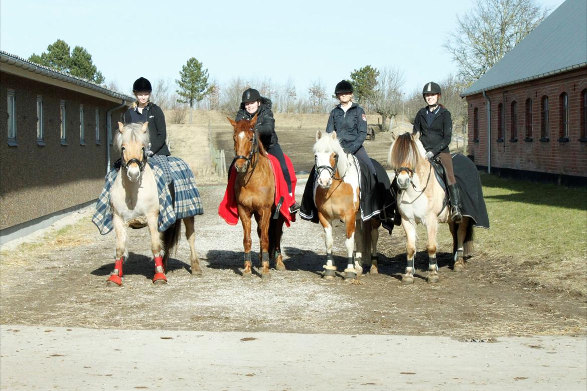 Fjordhest TOT - 4..Dejlige hypper og lige så dejlig piger :)<3 billede 2