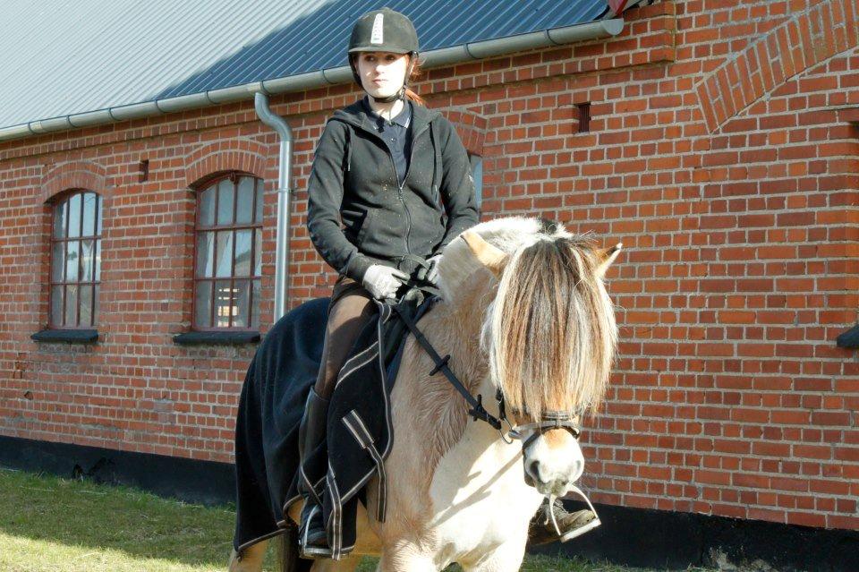 Fjordhest TOT - ANE 12/13 :)<3<3 billede 1