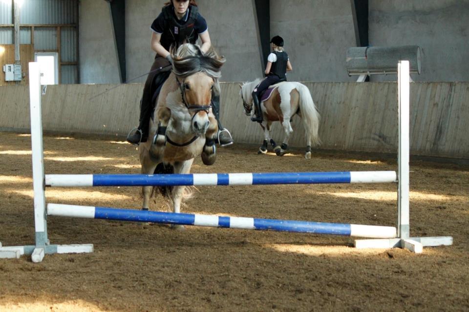 Fjordhest TOT billede 17