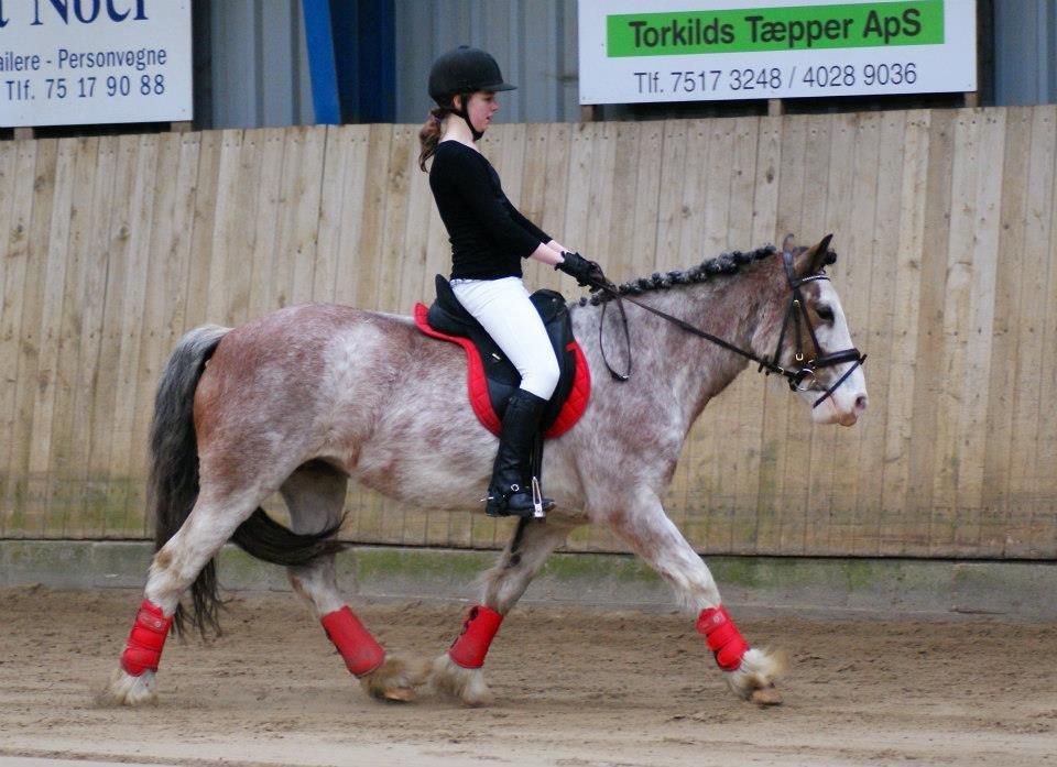 Irish Cob - Diamond [For evigt elsket] - Andet stævne sammen. :* billede 8