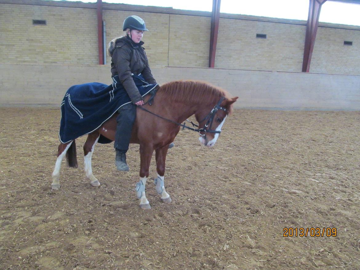 DSP Phønix "Lånepony" billede 15