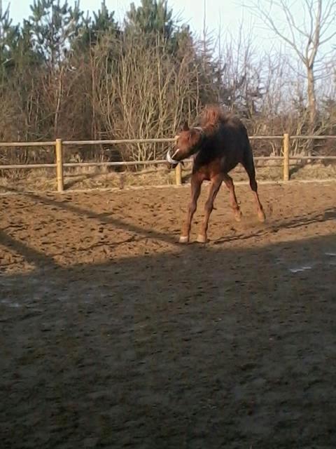 Traver Gazelle Toft - Leger `Unghest´ :-* billede 6