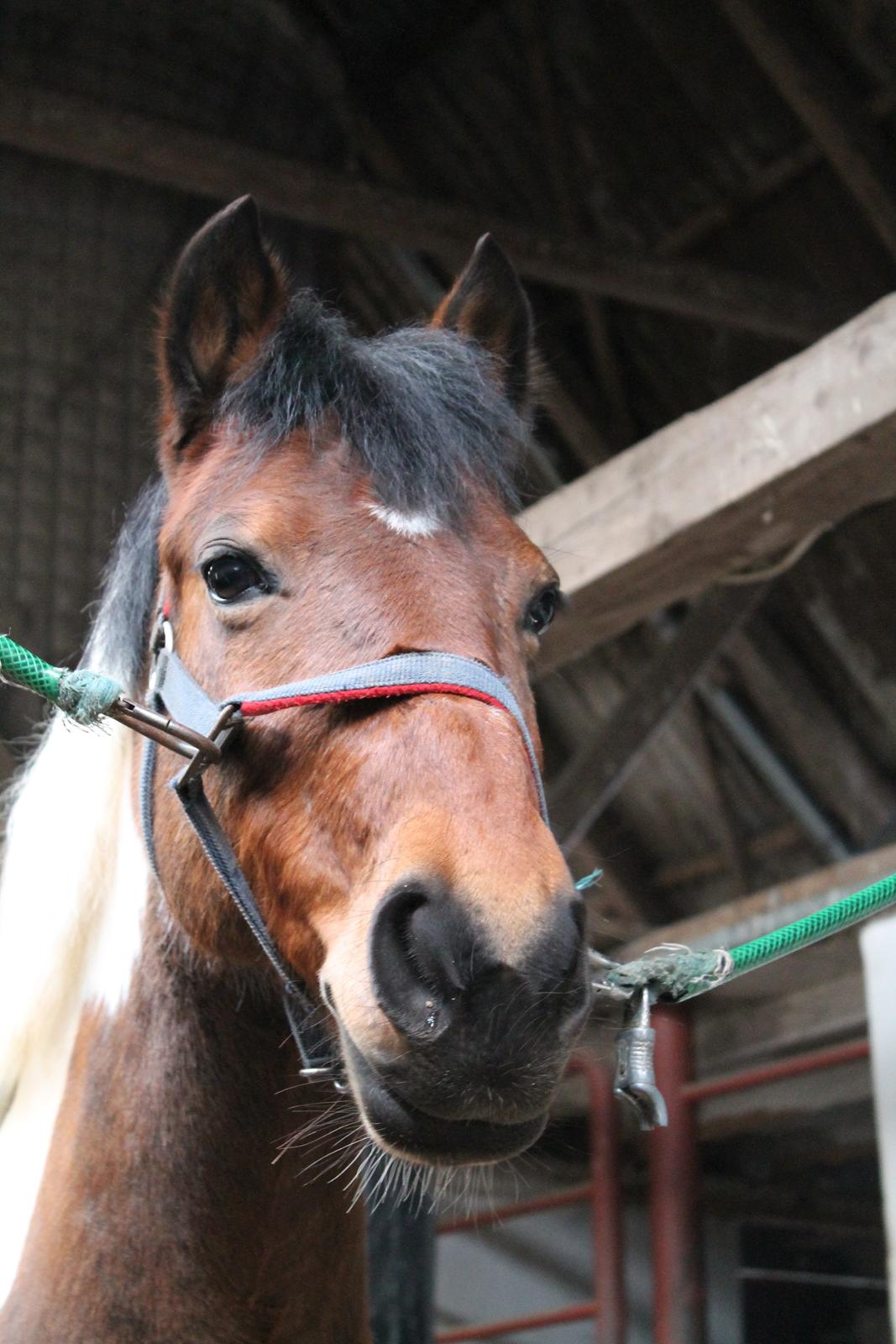 Anden særlig race Flicka [ELEVPONY] - Ligemeget hvor du sætter dine fusser, rammer du mig altid dybt i hjertet <3 2013 billede 17