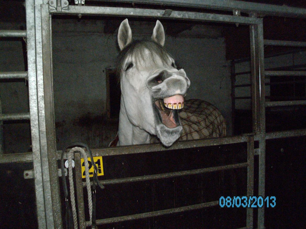 Arabisk fuldblod (OX) carisma bint psaida(låne hest) - et smil kan man da få ;) 2013 billede 5