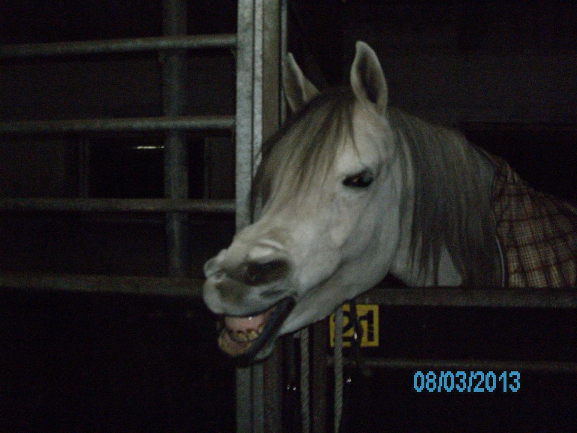 Arabisk fuldblod (OX) carisma bint psaida(låne hest) - så få man lige tand pasta smilet 2013 billede 6