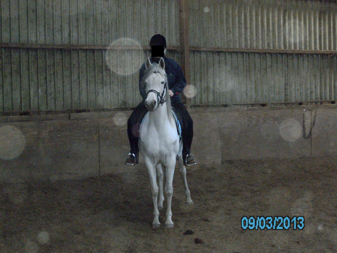 Arabisk fuldblod (OX) carisma bint psaida(låne hest) - vores første ridetur her hjemme 2013 billede 9