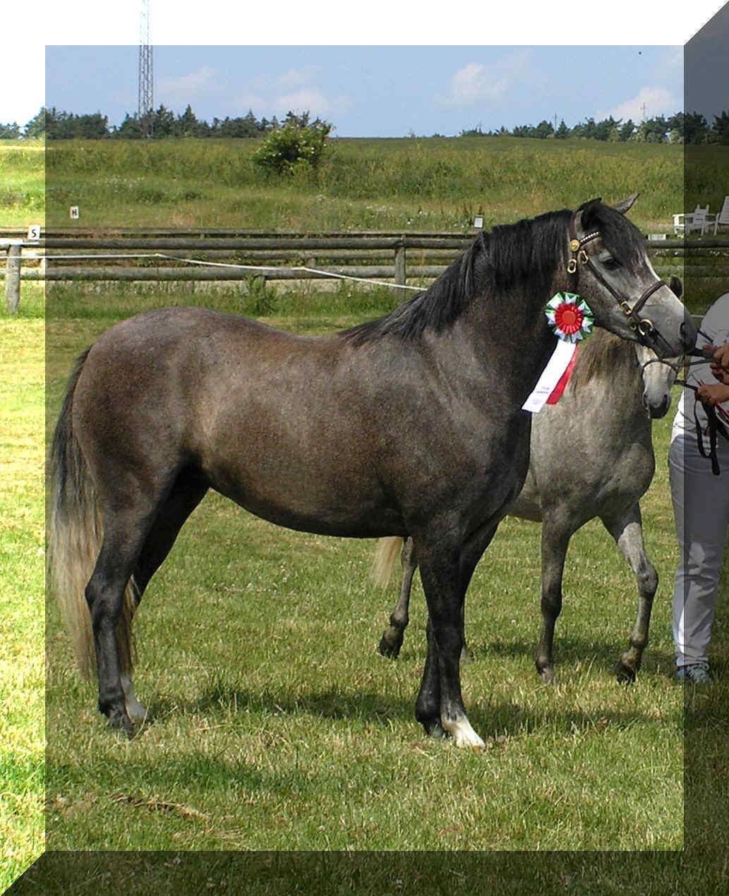Welsh Pony (sec B) Bjerregårds Queen billede 2