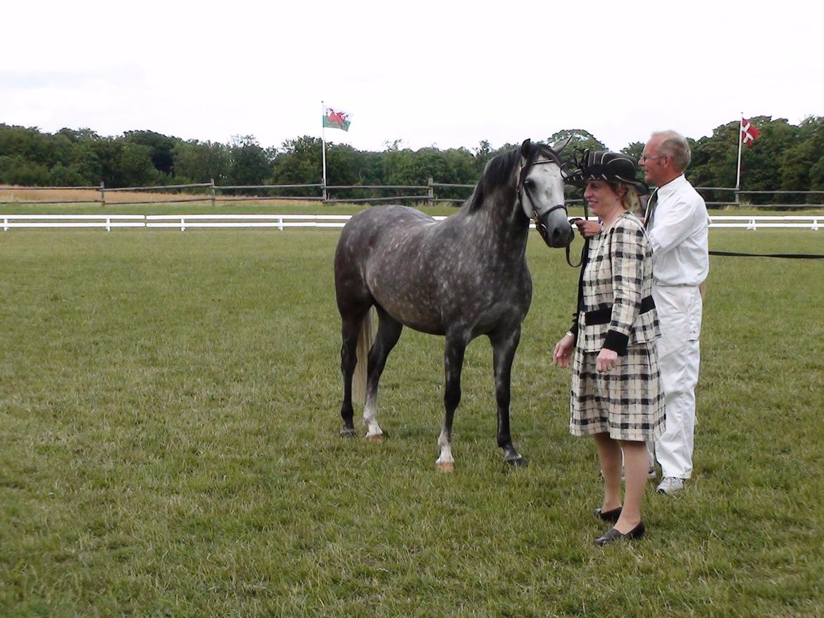 Welsh Pony (sec B) Bjerregårds Queen billede 3