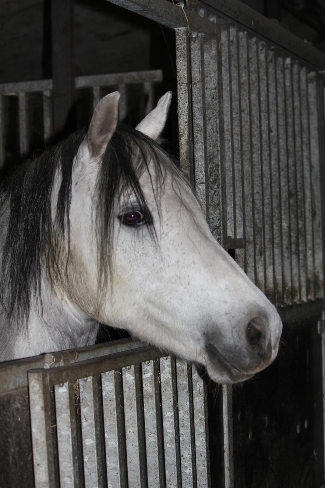 Welsh Pony (sec B) Bjerregårds Queen billede 5