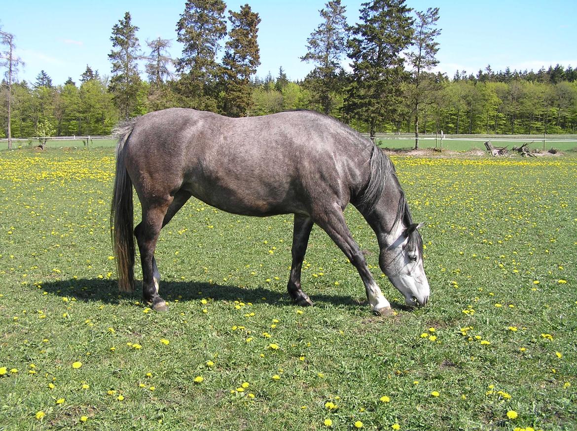 Welsh Pony (sec B) Bjerregårds Queen billede 7