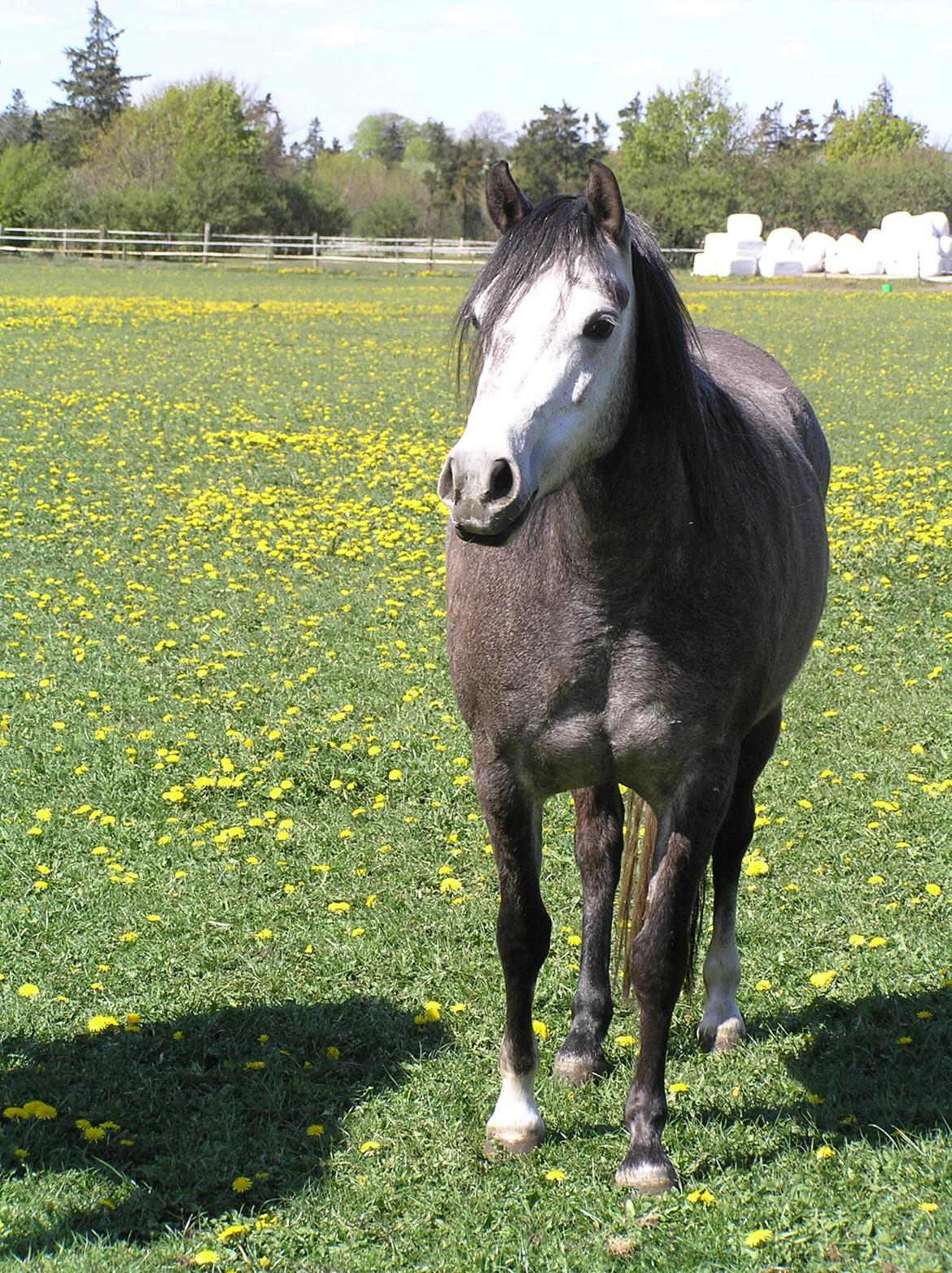 Welsh Pony (sec B) Bjerregårds Queen billede 8