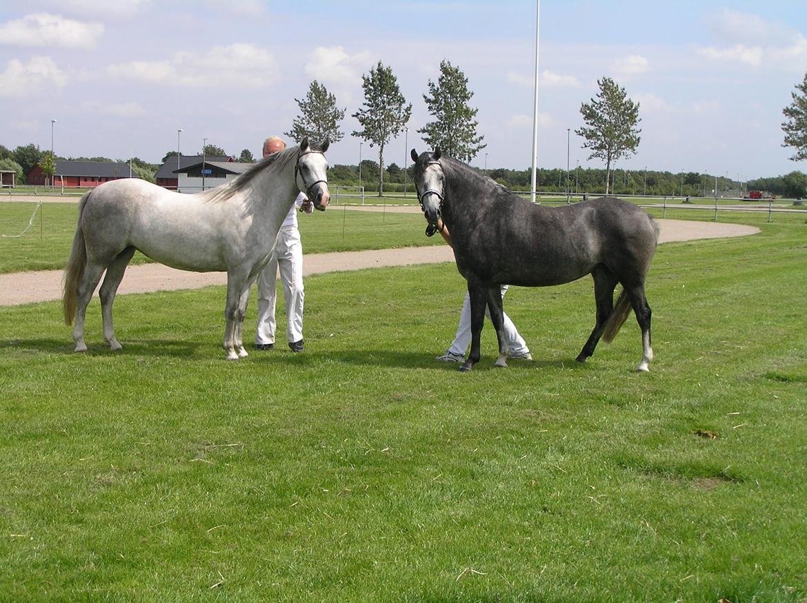 Welsh Pony (sec B) Bjerregårds Queen billede 9