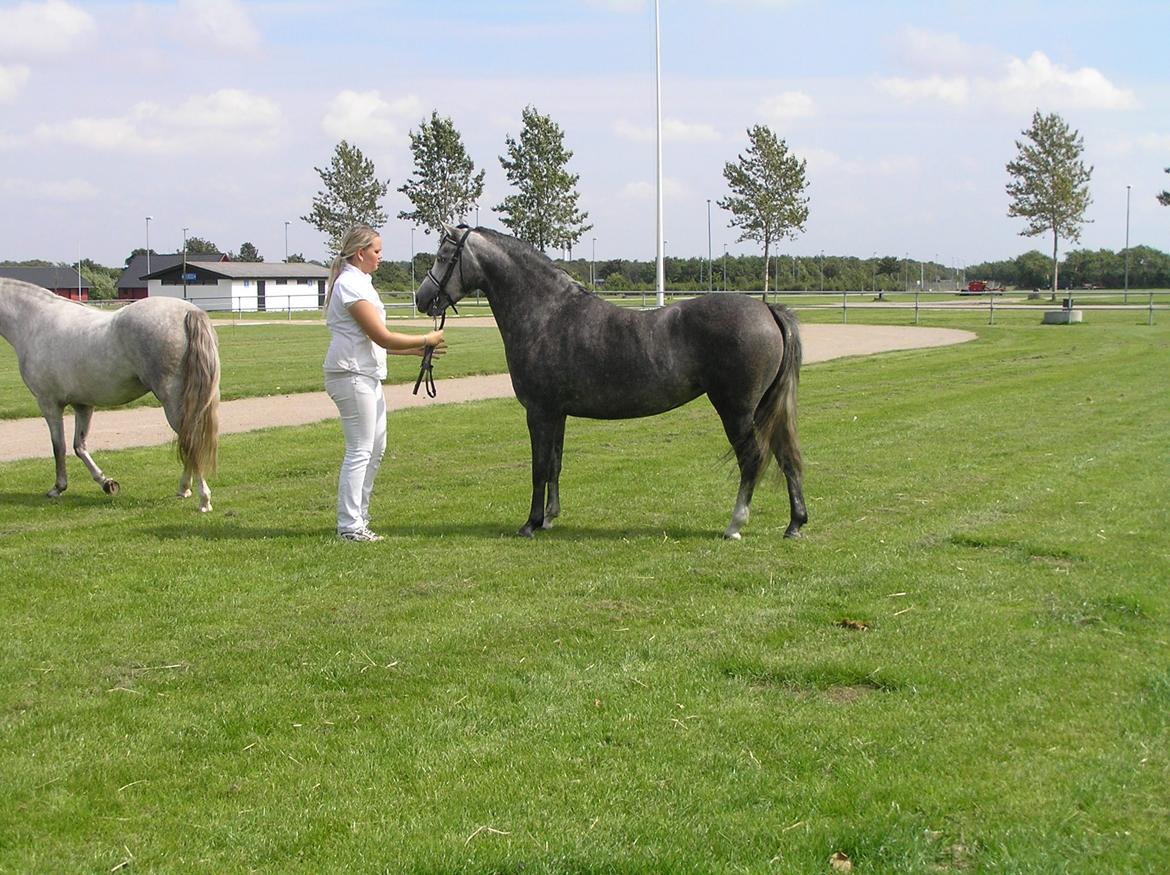 Welsh Pony (sec B) Bjerregårds Queen billede 10