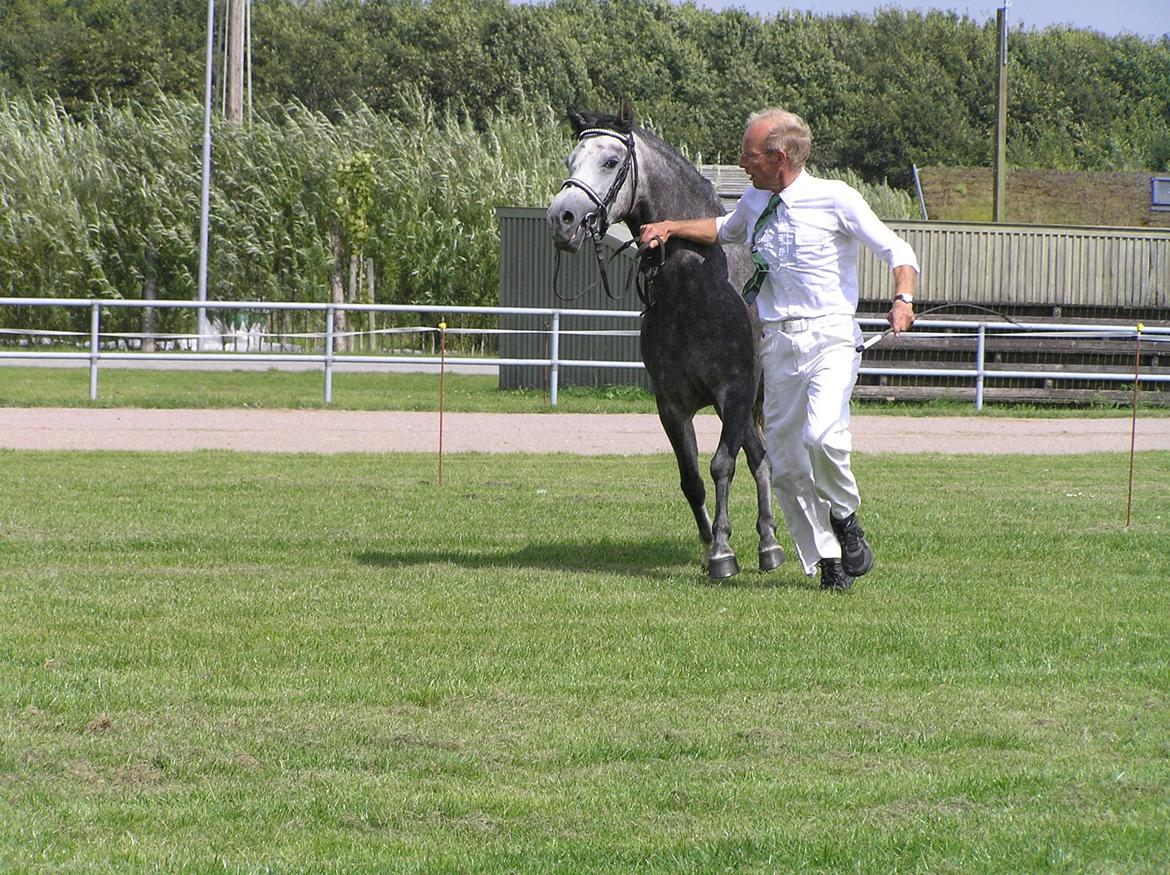 Welsh Pony (sec B) Bjerregårds Queen billede 11