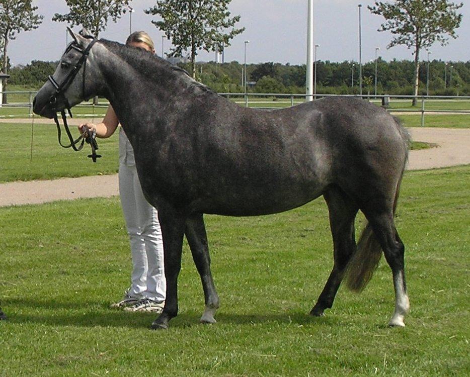 Welsh Pony (sec B) Bjerregårds Queen billede 12