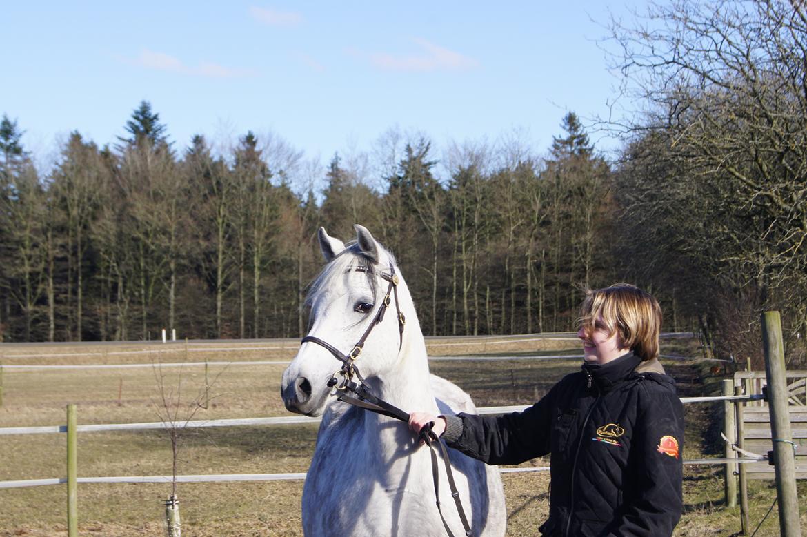 Welsh Pony (sec B) Bjerregårds Queen billede 1