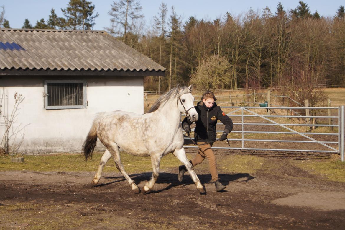 Welsh Pony (sec B) Bjerregårds Queen billede 13