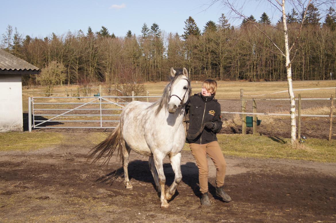 Welsh Pony (sec B) Bjerregårds Queen - Et rigtig godt billed af Queen :) billede 14