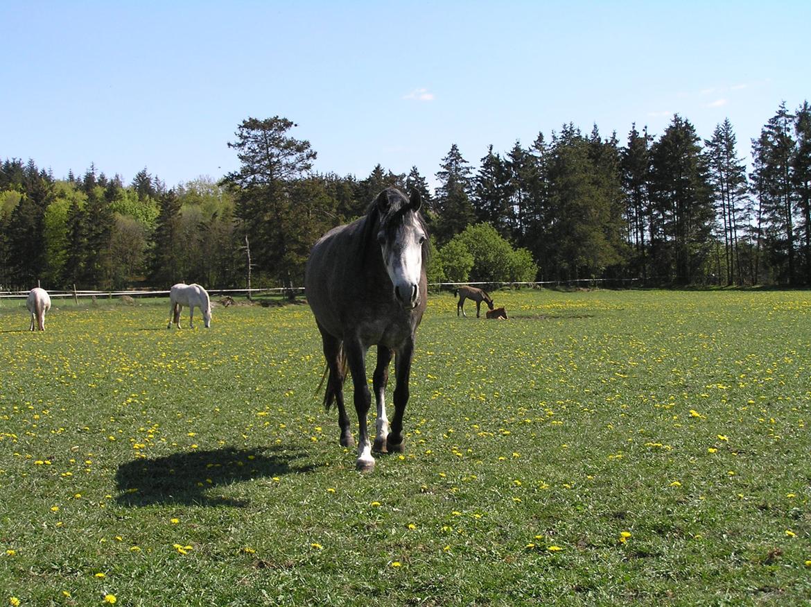 Welsh Pony (sec B) Bjerregårds Queen billede 15
