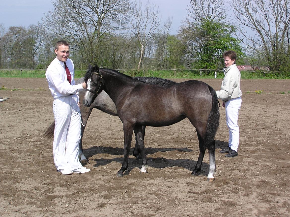 Welsh Pony (sec B) Bjerregårds Queen billede 17