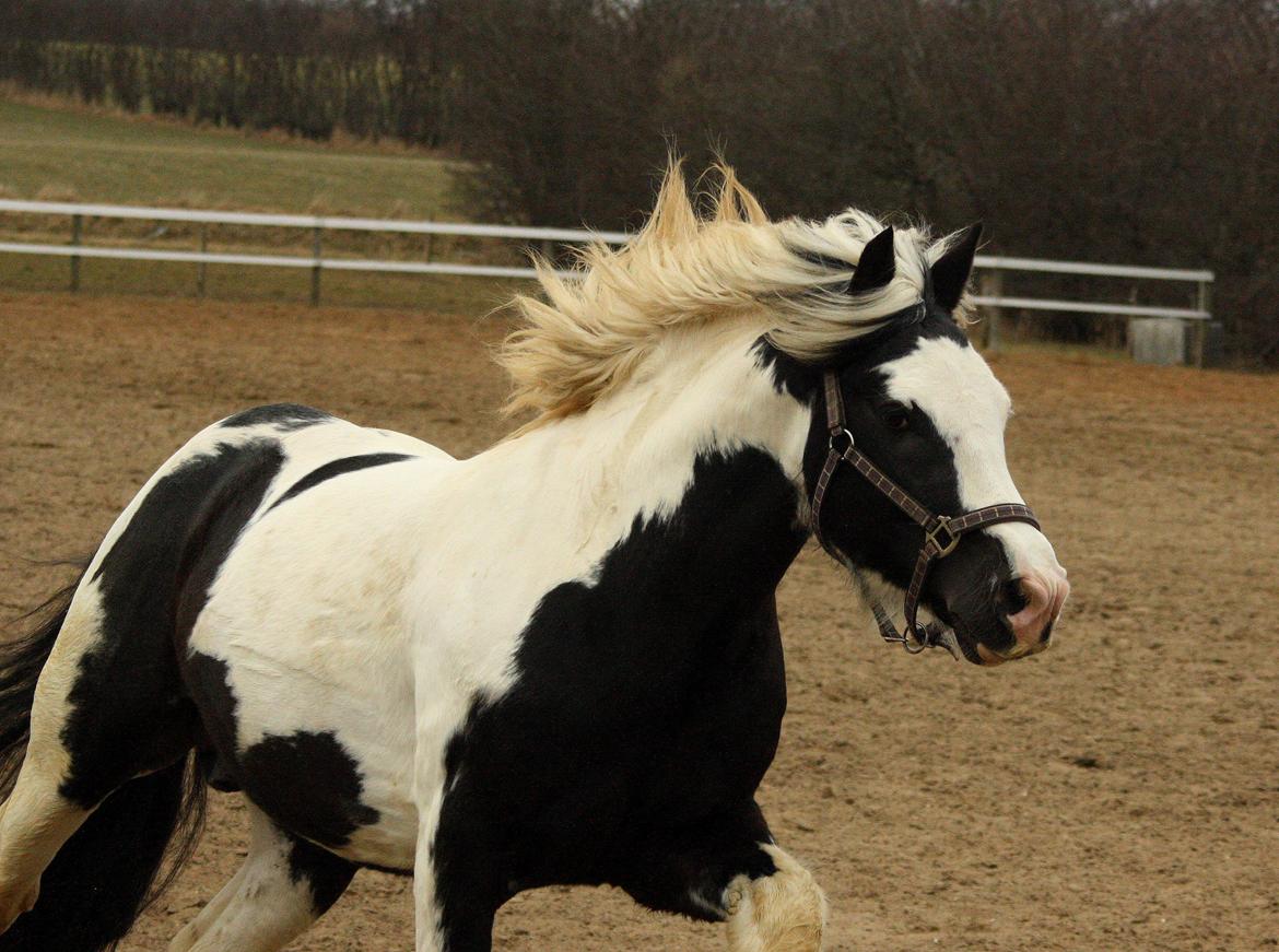 Irish Cob Cronos Regius billede 16