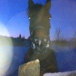 Anden særlig race Super star. <3 - SNE!
 billede 8